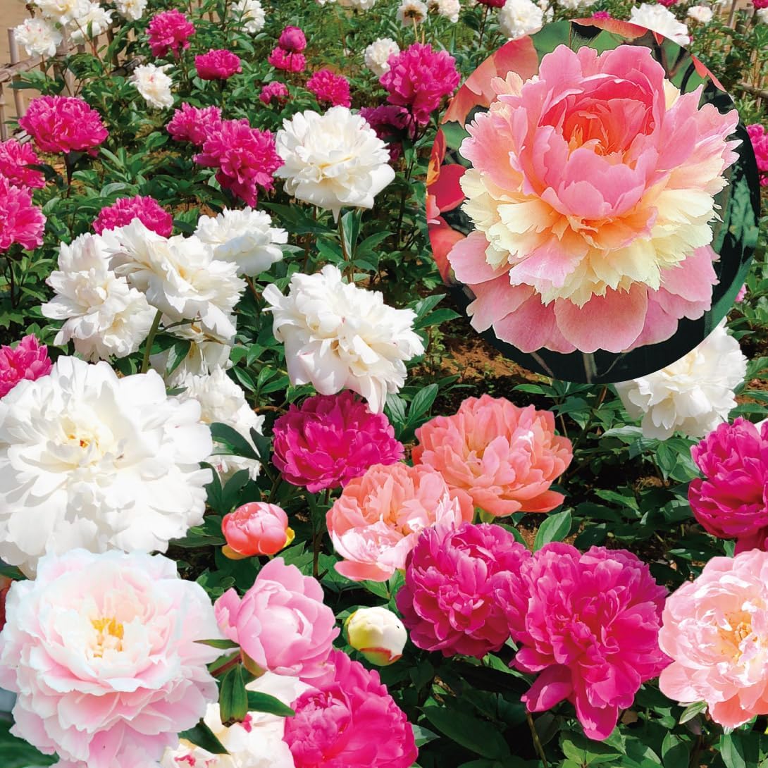 花木苗 芍薬 おまかせシャクヤクセット 送料無料