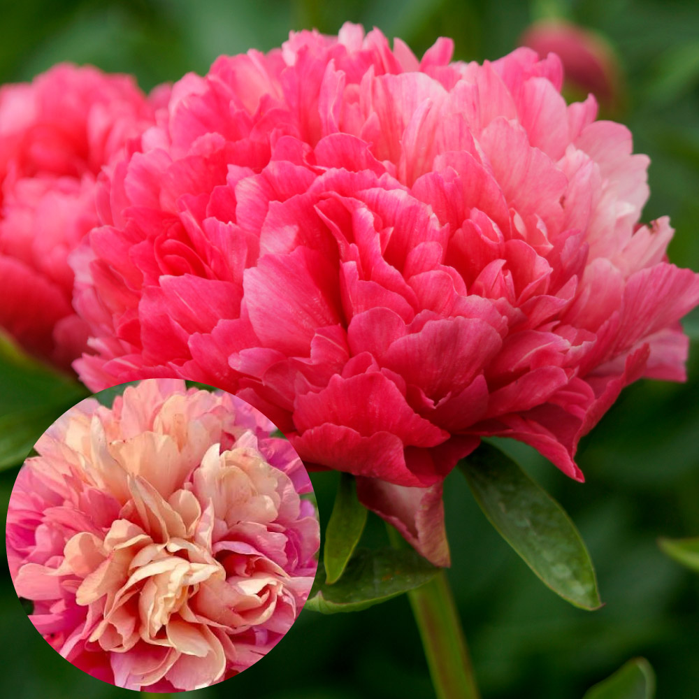 花木苗 芍薬 ローレライ 1株