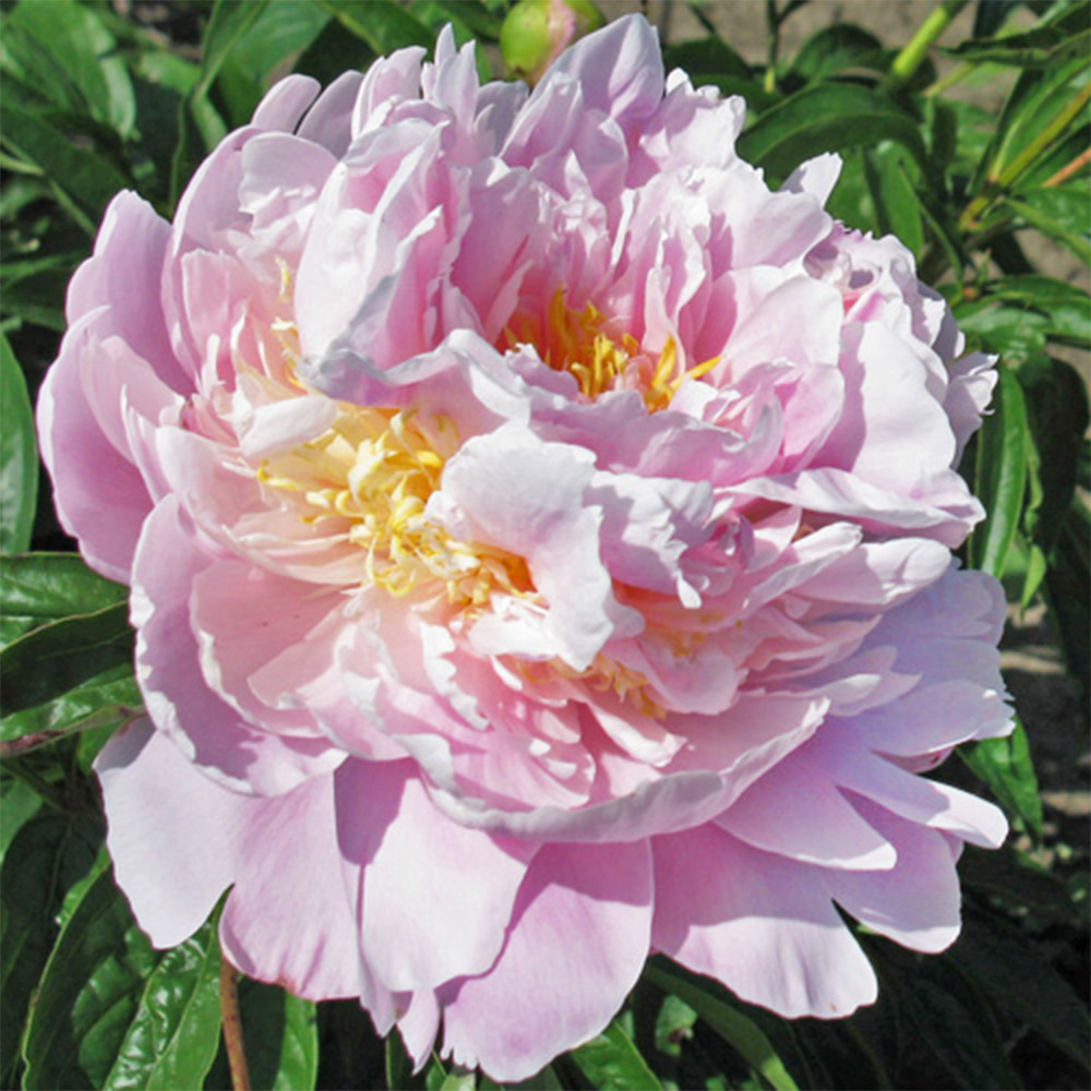 花木苗 芍薬 ラドンナ 1株