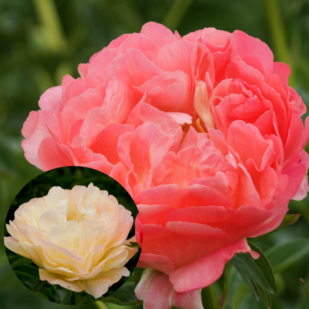 花木苗 芍薬 コーラルサンセット 1株