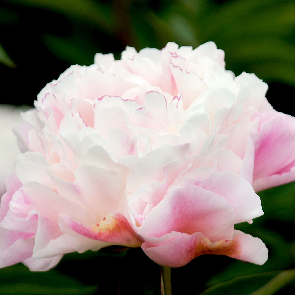 花木苗 芍薬 キャサリンフォンテン 1株