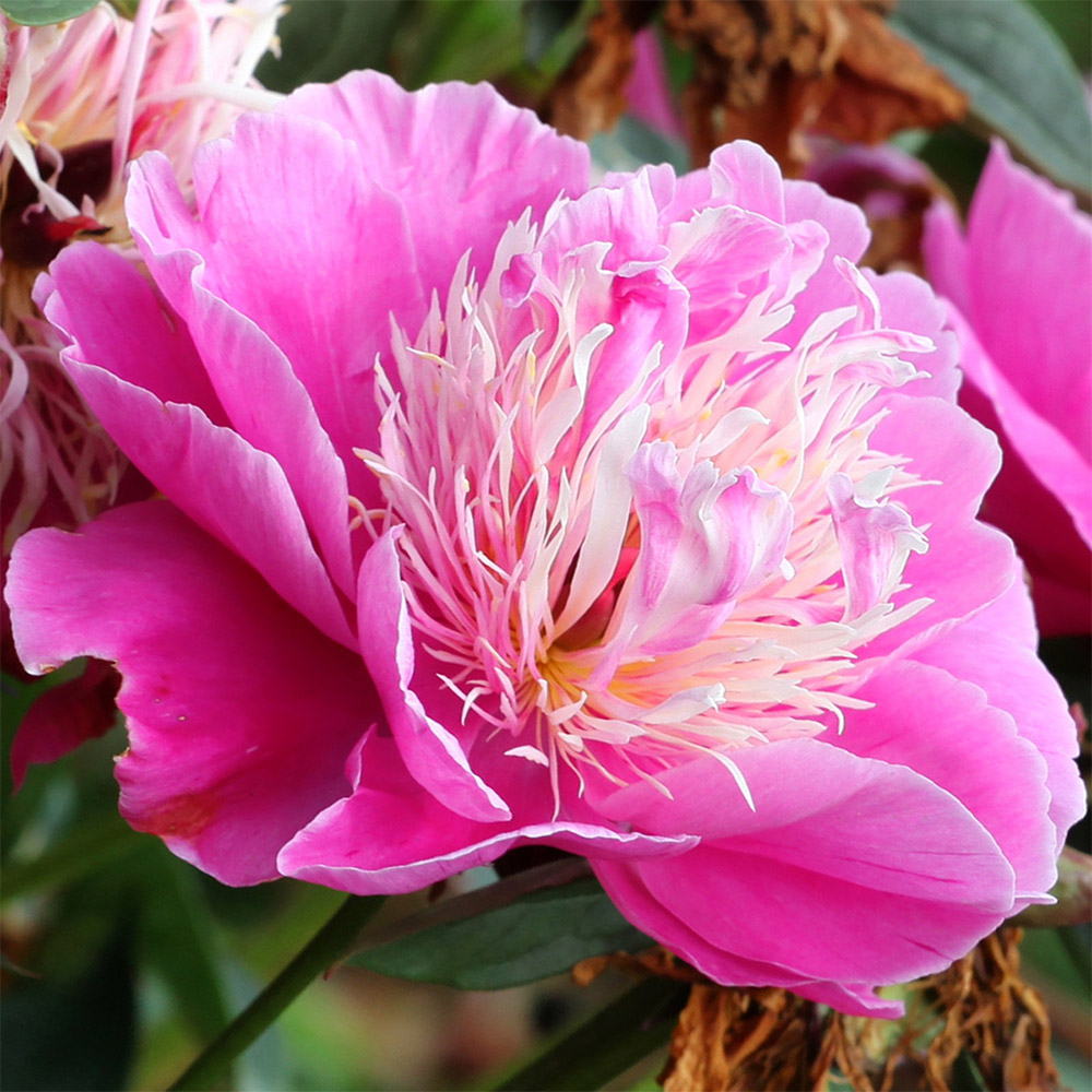 花木苗 芍薬 ファンタスティク 1株