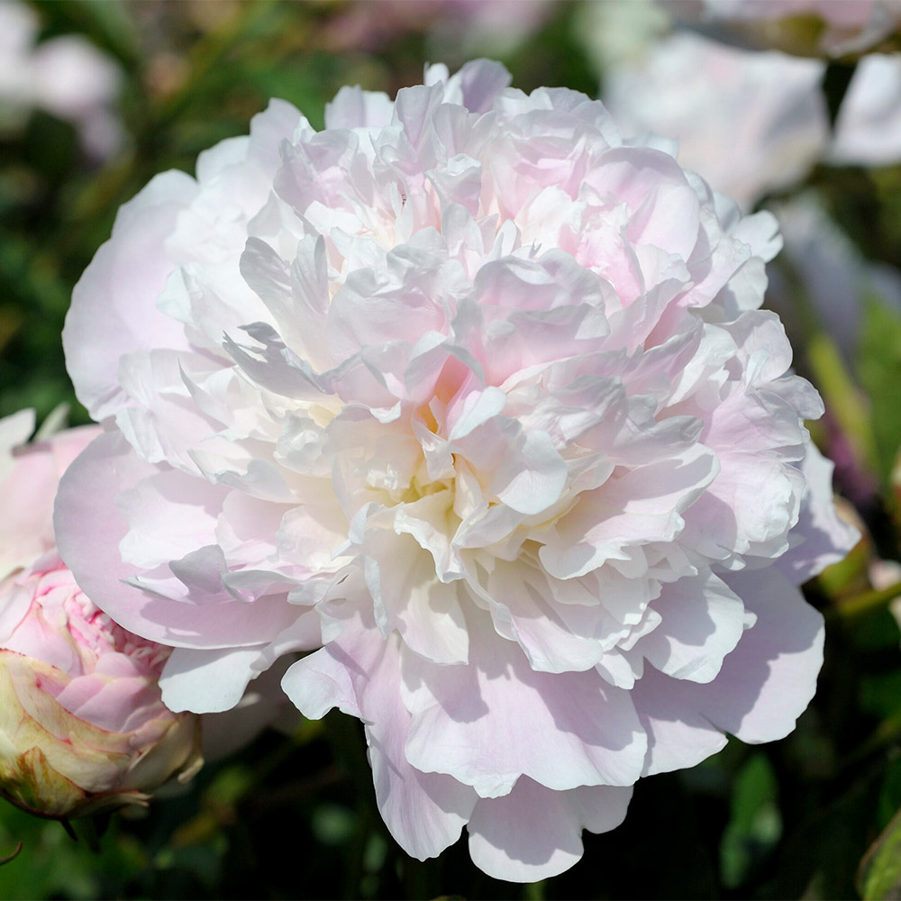 花木苗 芍薬 コーネリアシェイラー 1株