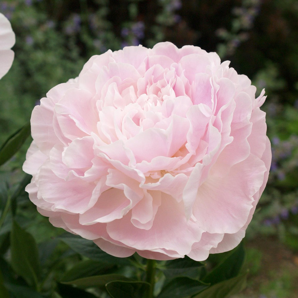 花木苗 芍薬 かぐや姫  2年生大株苗 1株
