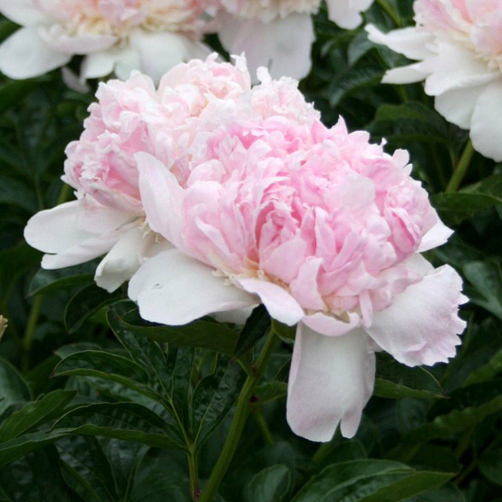 花木苗 芍薬 ラズベリーサンデー 2年生大株苗 1株