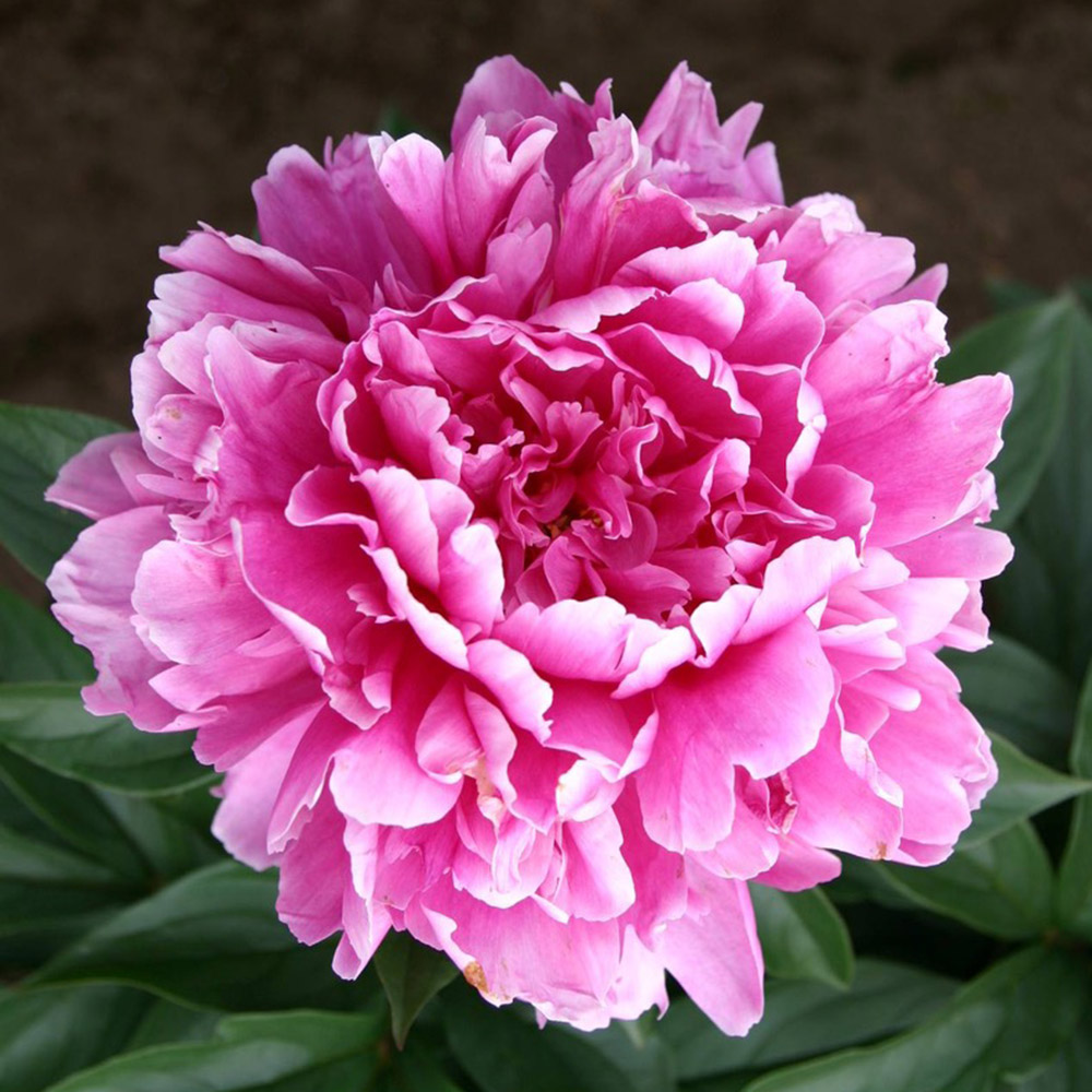 花木苗 芍薬 華燭の典 2年生大株苗 1株
