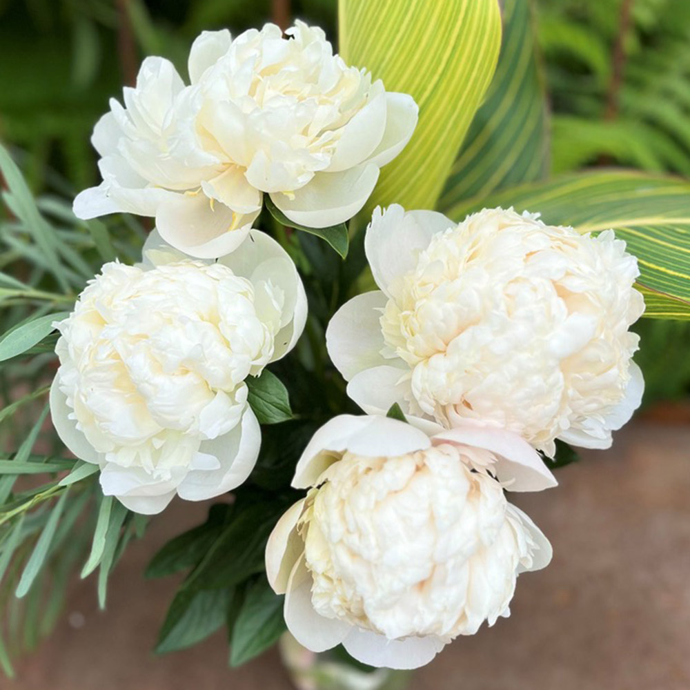 花木苗 芍薬 ホワイトピーチ 2年生大株苗 1株