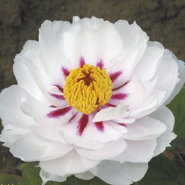 花木苗 牡丹 月宮燭光 1株