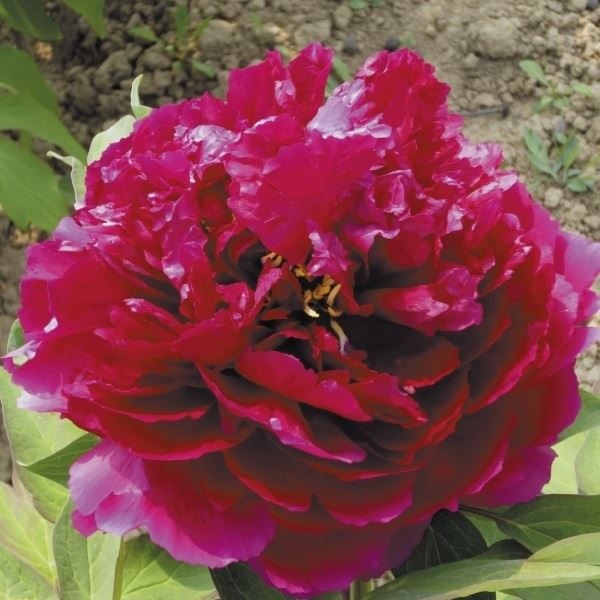 花木苗 牡丹 百園紅霞 1株