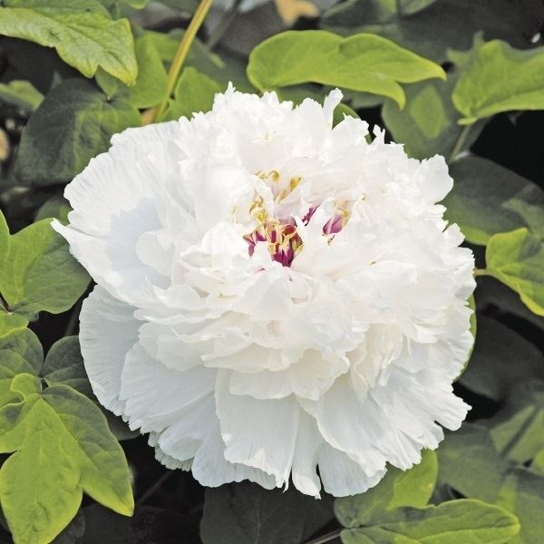 花木苗 牡丹 香玉 1株