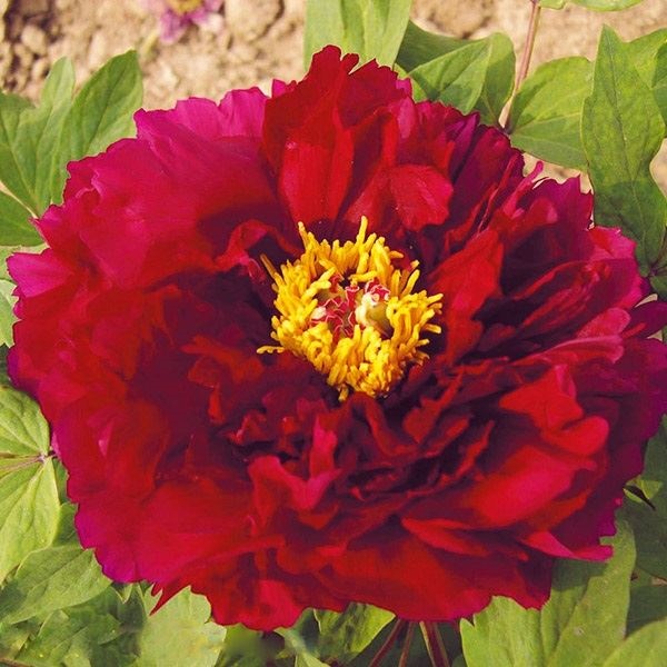 花木苗 牡丹 墨潤絶倫 1株