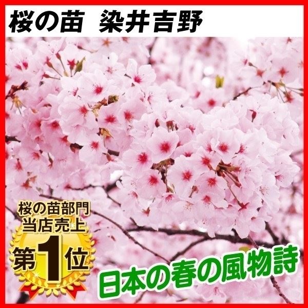 花木苗 桜 染井吉野