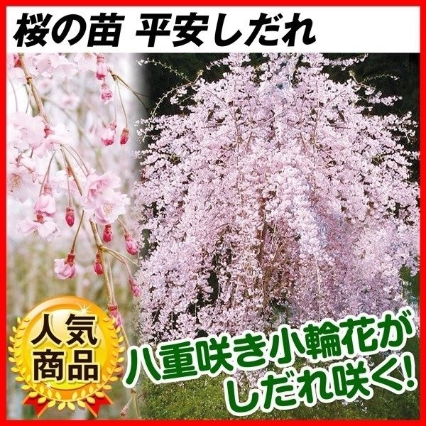 花木苗 桜 平安しだれ