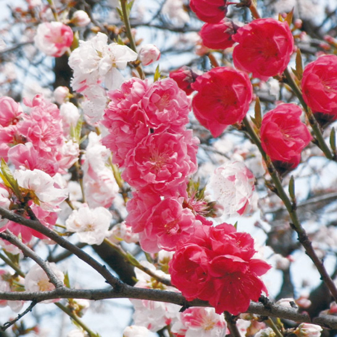 花木苗 花桃 咲き分け源平