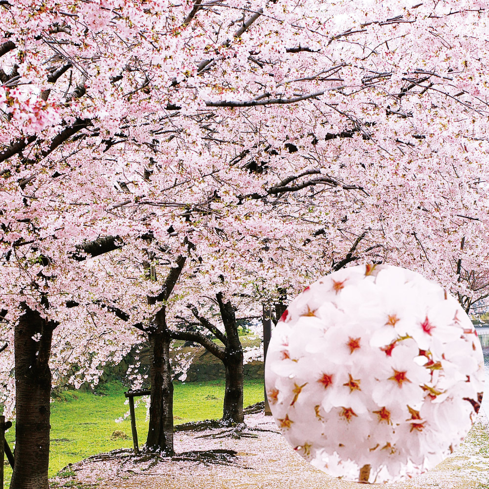 花木苗 桜 染井吉野