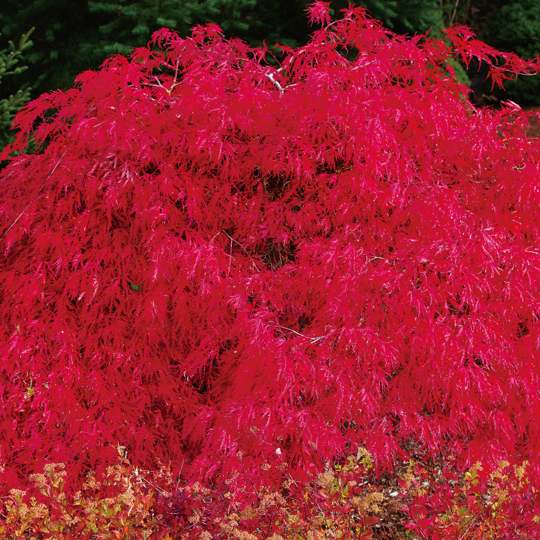 花木苗 もみじ レッドドラゴン 1株