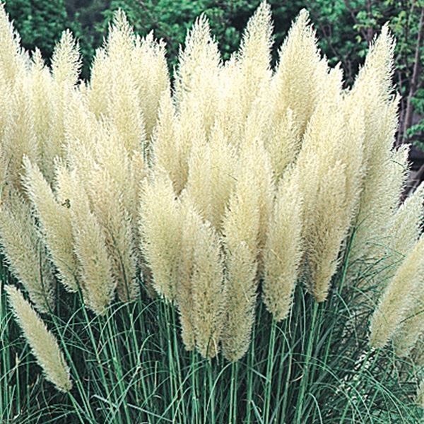 花木苗 パンパスグラス ホワイト 1株