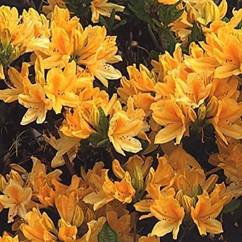 花木苗 レンゲツツジ 黄 2株