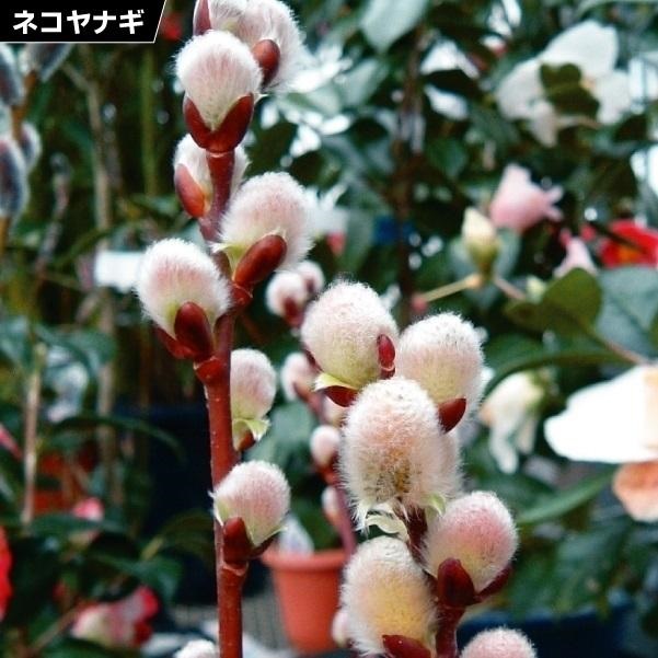 花木苗 ネコヤナギ ピンクパール 2株