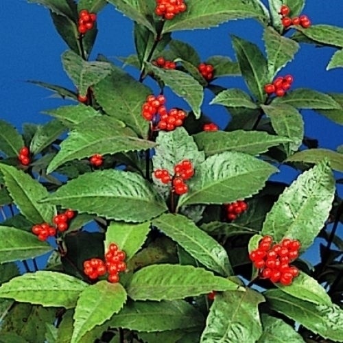 花木苗 千両 赤実 2株