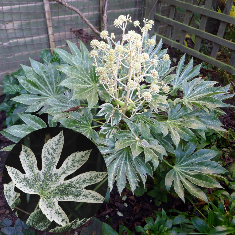 花木苗 ヤツデ 紬絞り 1株