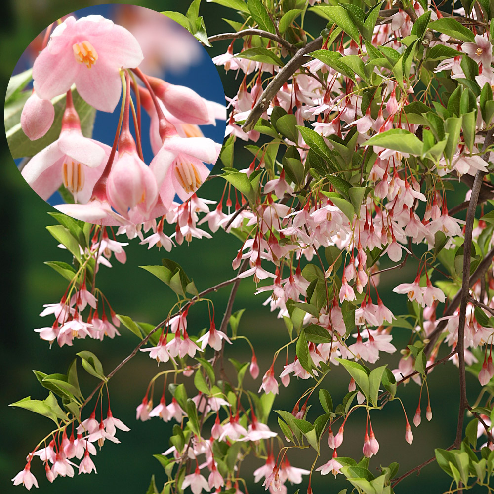 花木苗 紅花枝垂れエゴノキ 1株