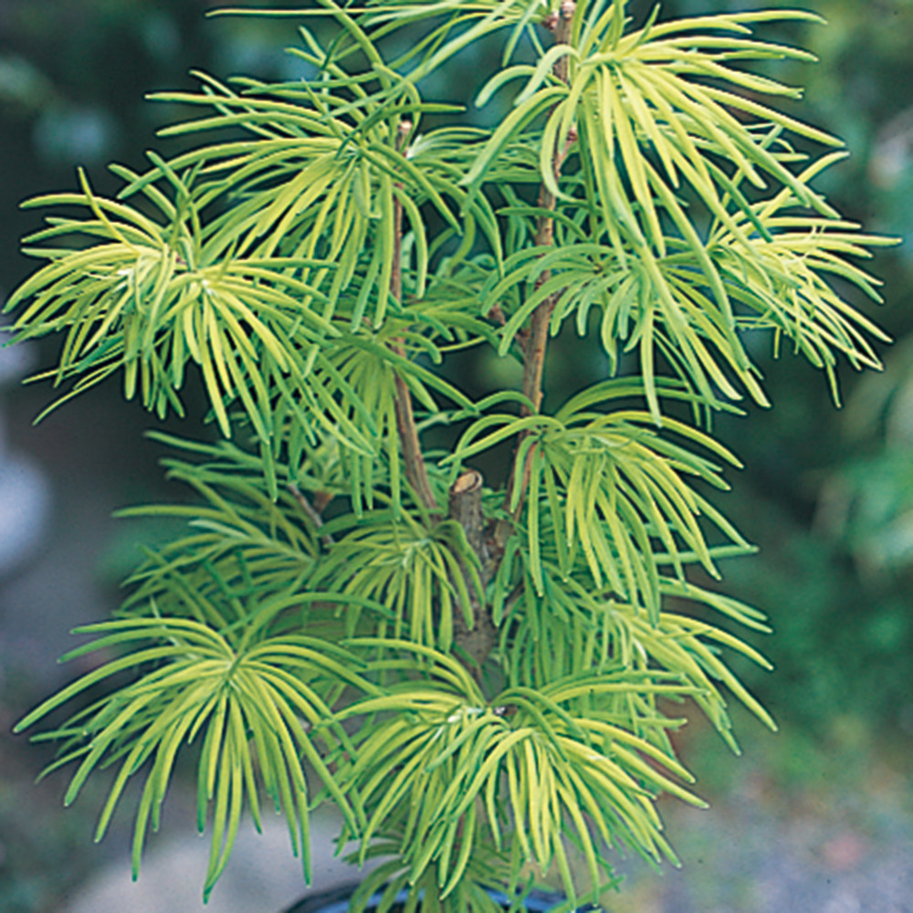 花木苗 金銭松 マネーパイン 1株