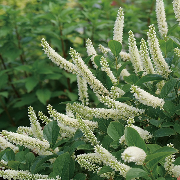 花木苗 イテア スノーフィズ 1株 （品種登録出願中）