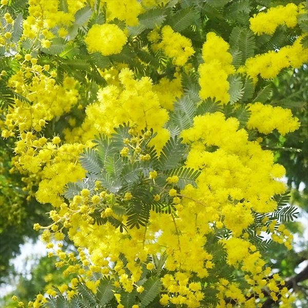 花木苗 ミモザ 銀葉アカシア（ミモザアカシア） 1株