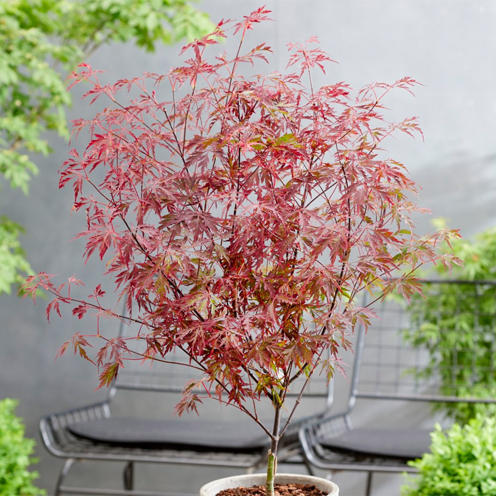 花木苗 もみじ ロイヤルガーネット 1株