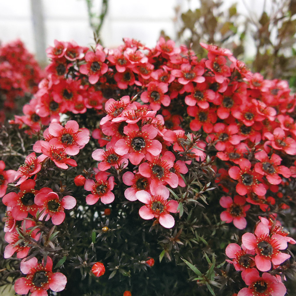 花木苗 ギョリュウバイ ナニュームルブルム 1株