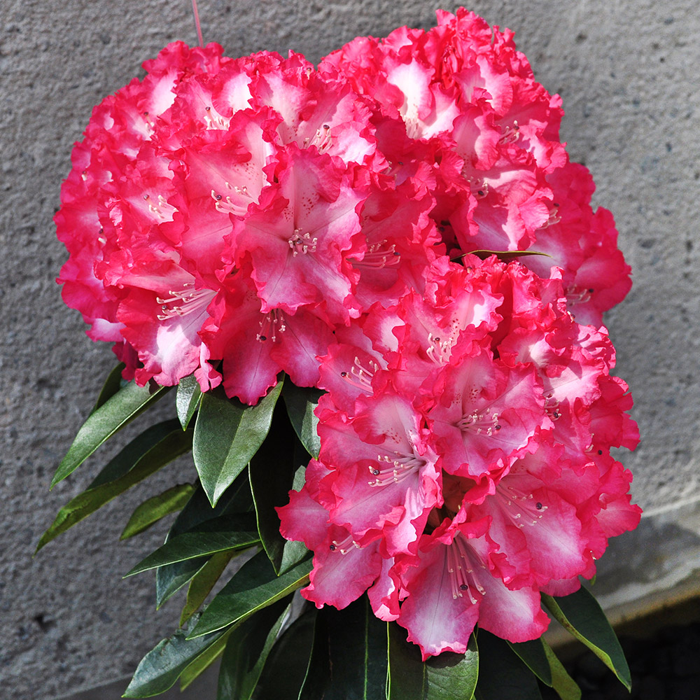 花木苗 西洋シャクナゲ 紅衣 1株