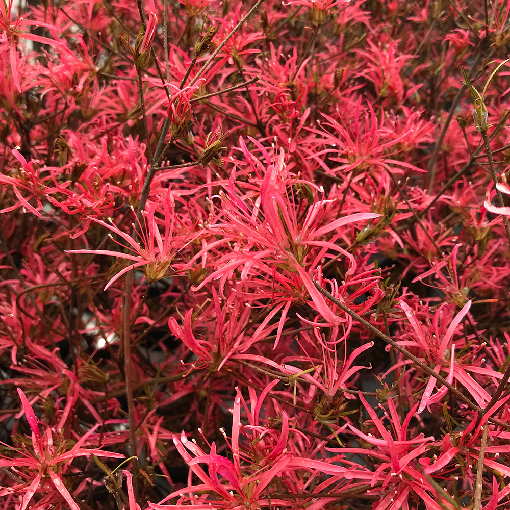 花木苗 ツツジ 金孔雀 1株