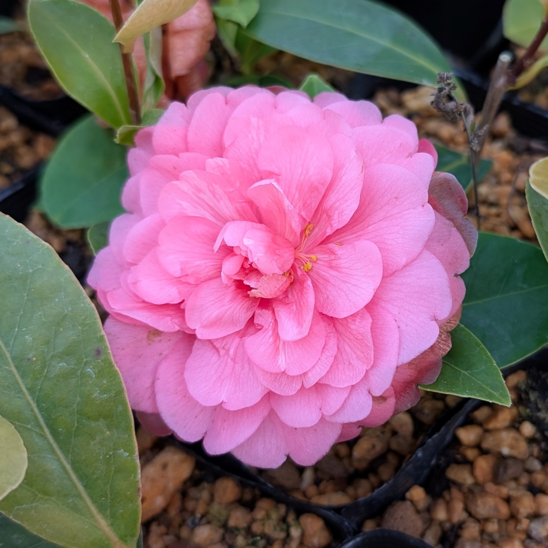 花木 ツバキ 珍しい椿 アザレア椿八重 1株