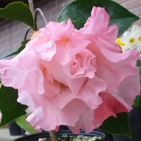 花木 ツバキ 珍しい椿 エレンスベティー 1株