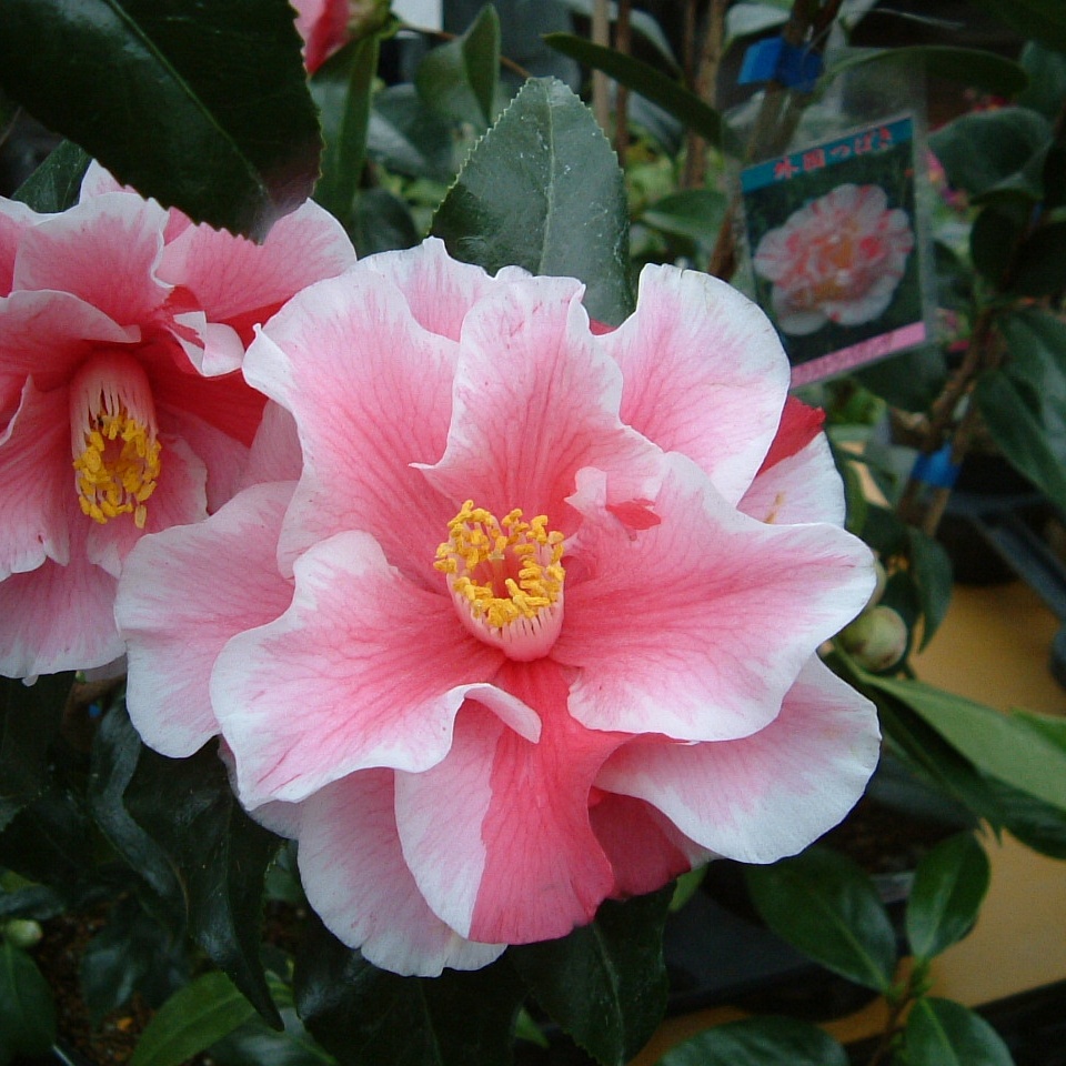 花木 ツバキ 珍しい椿 キティ 1株