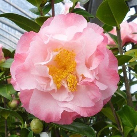 花木 ツバキ 珍しい椿 ジュエル 1株