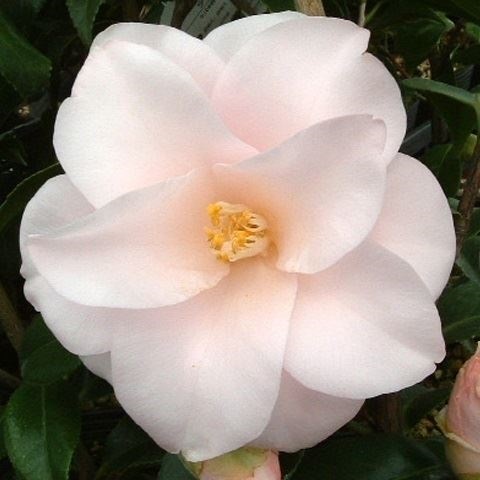 花木 ツバキ 珍しい椿 羽衣 1株