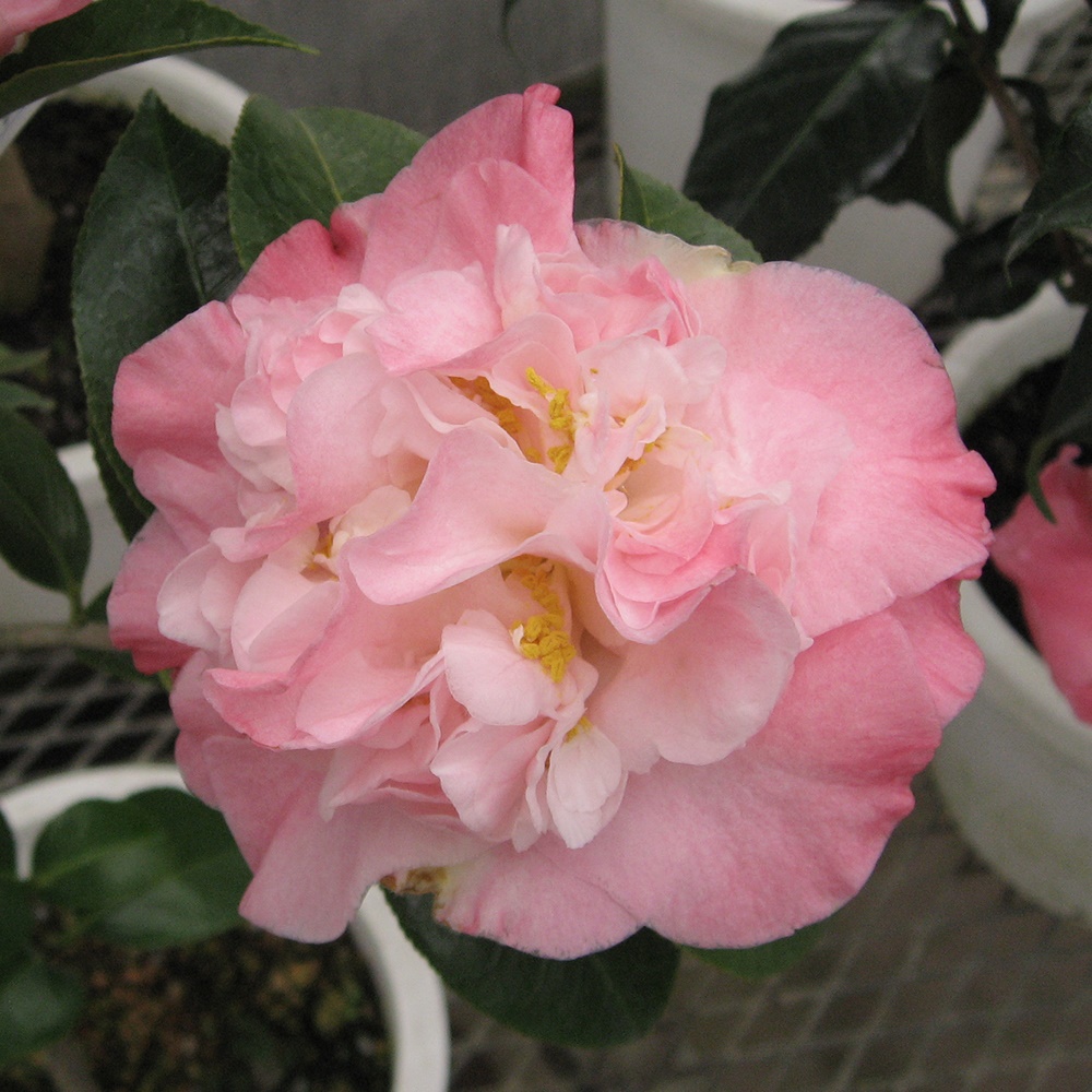 花木 ツバキ 珍しい椿 バレエダンサー 1株