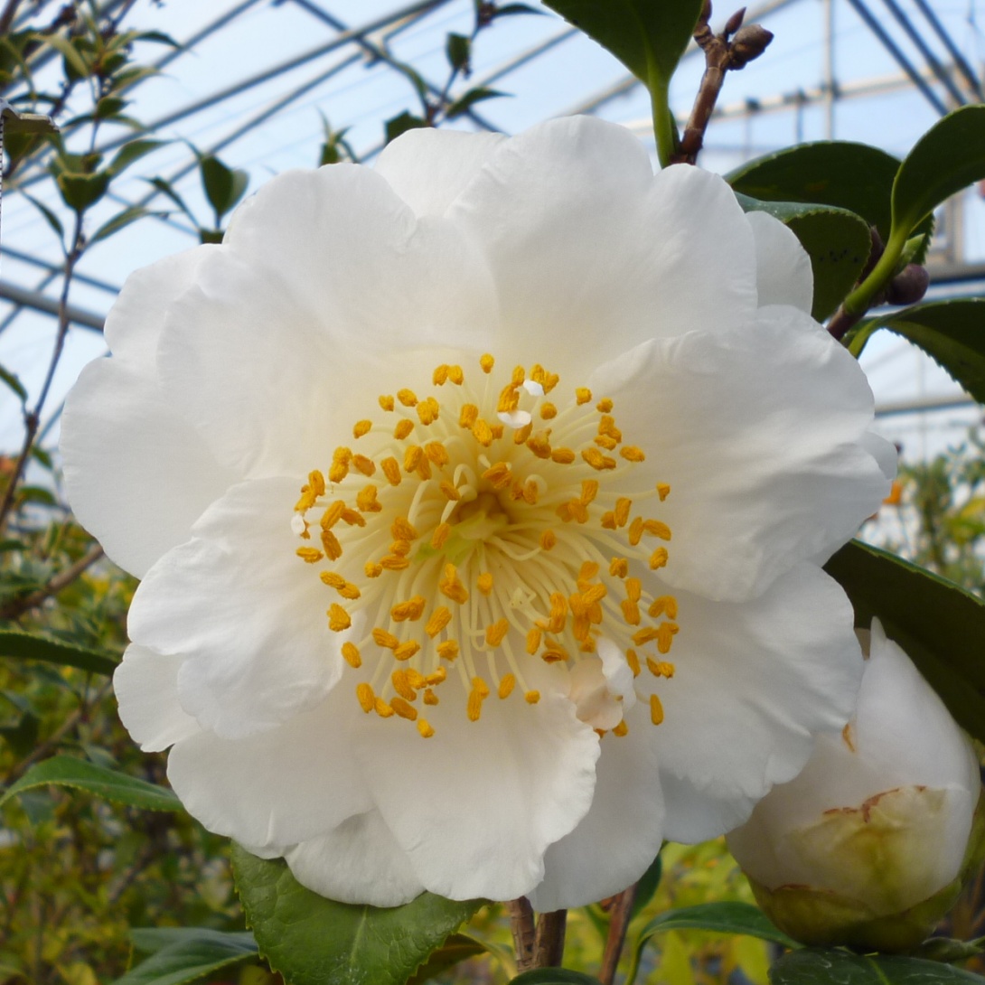 花木 ツバキ 珍しい椿 深雪の香 1株