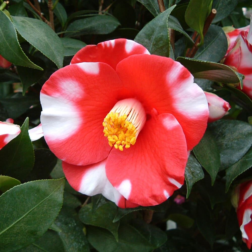花木 ツバキ 茶花系一重 月の輪  1株