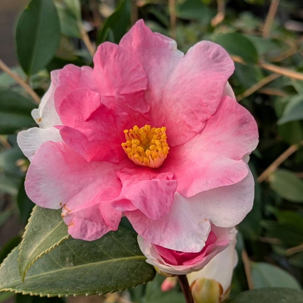花木 ツバキ 銘花 葵の上 1株