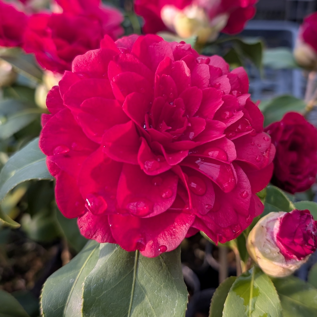 花木 ツバキ 銘花 さつま紅 1株