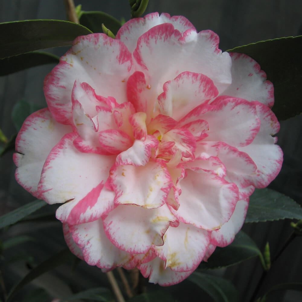 花木 ツバキ 銘花 酒中花  1株
