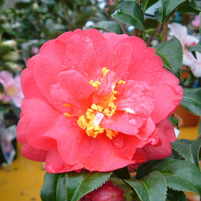 花木 ツバキ 銘花 日本海 1株