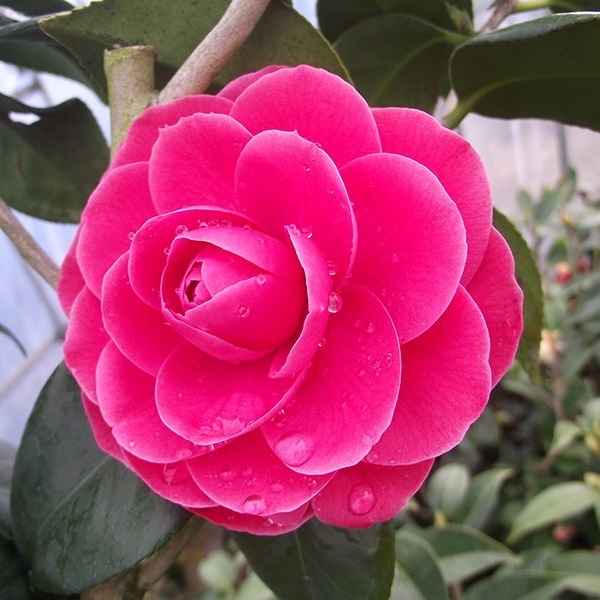 花木 ツバキ 銘花 紅乙女 1株