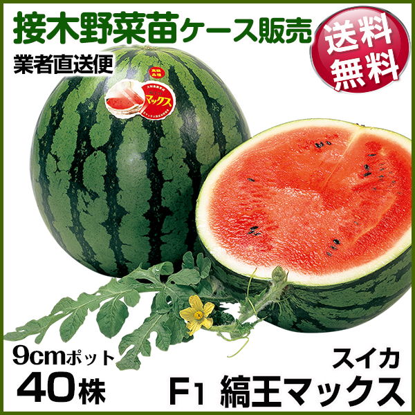 野菜苗ケース販売 スイカ 接木F1縞王マックス 6月発送 1ケース(40株入) 送料無料 /業者直送便