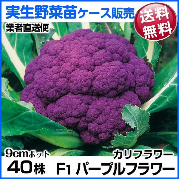 野菜苗ケース販売 カリフラワー F1パープルフラワー 9月発送 1ケース(40株入) 送料無料 /業者直送便