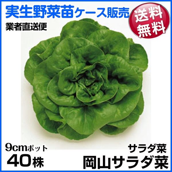 野菜苗ケース販売 サラダ菜 岡山サラダ菜 1ケース(40株入) 送料無料 /業者直送便