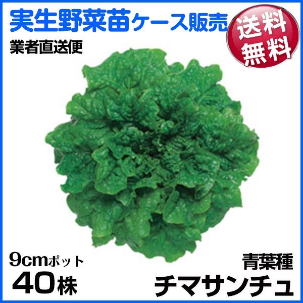 野菜苗ケース販売 チマサンチュ チマサンチュ 青葉 1ケース(40株入) 送料無料 /業者直送便